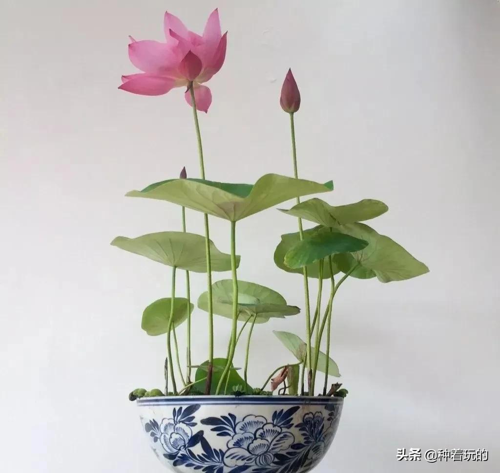 碗莲长出八个叶子什么时候能开花,碗莲叶子怎么竖不起来老浮在水面