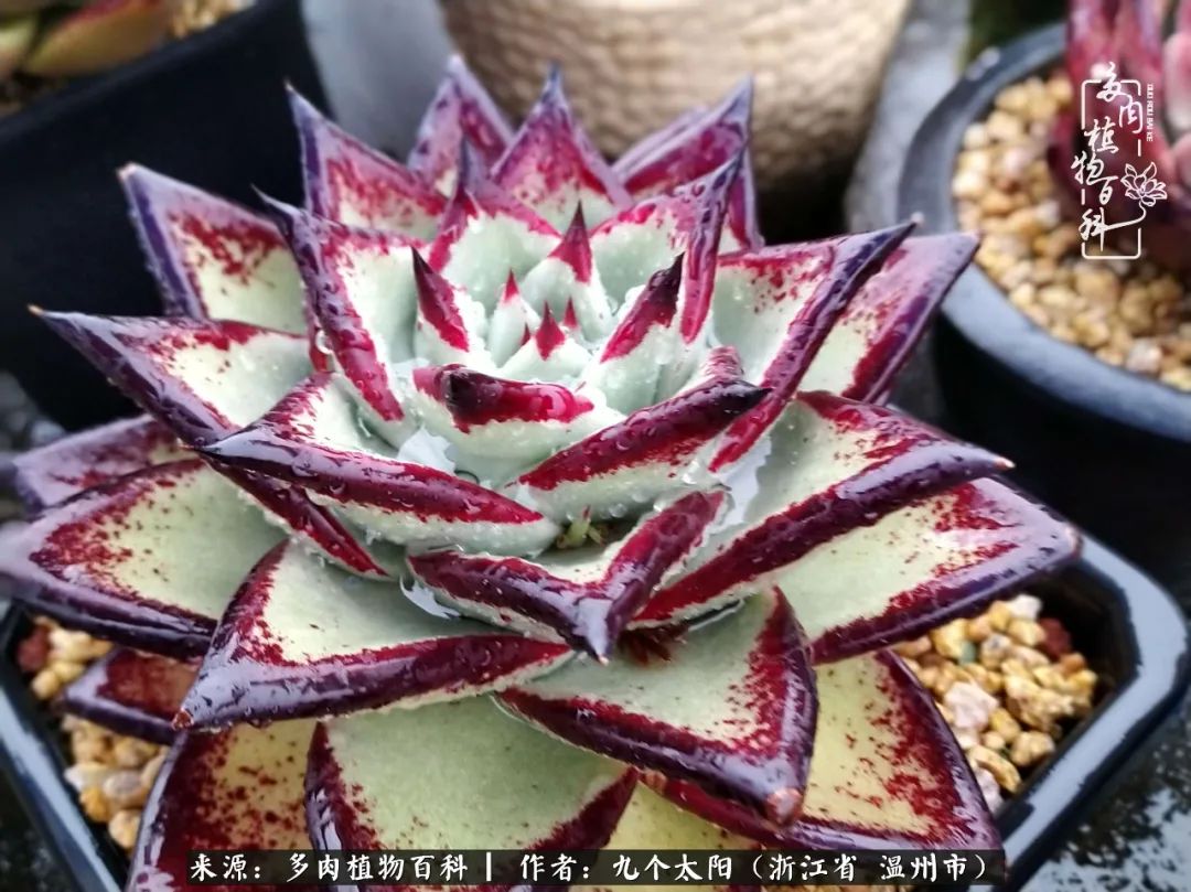 景天、球和龙舌兰，只要是多肉，都喜爱