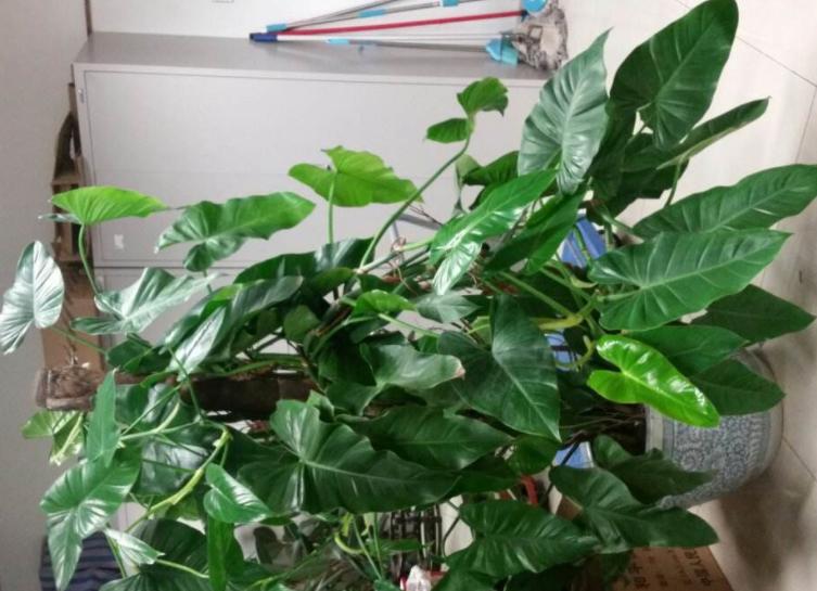 高温天气养绿萝？放点它，叶子油绿，1个月窜出2米长