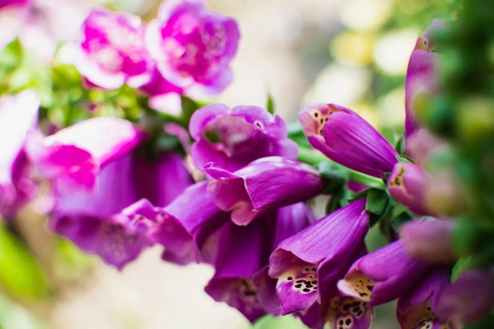 春天的花开得正好拍摄技巧,尼康35-1.8g半画幅人像样片