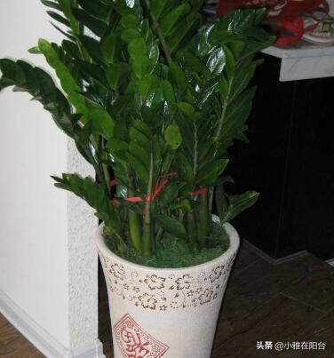 金钱树叶子种植选择嫩叶还是老叶,金钱树如何养护叶片油亮