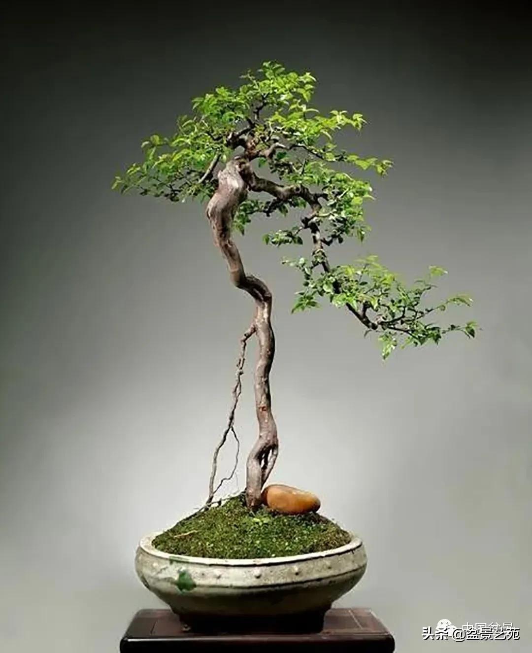 盆景不是一招一式就能完成的,盆景各有各的玩法不用攀比