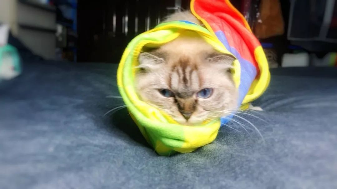 如何给猫咪清理耳螨硼酸,猫咪长耳螨用什么清洗