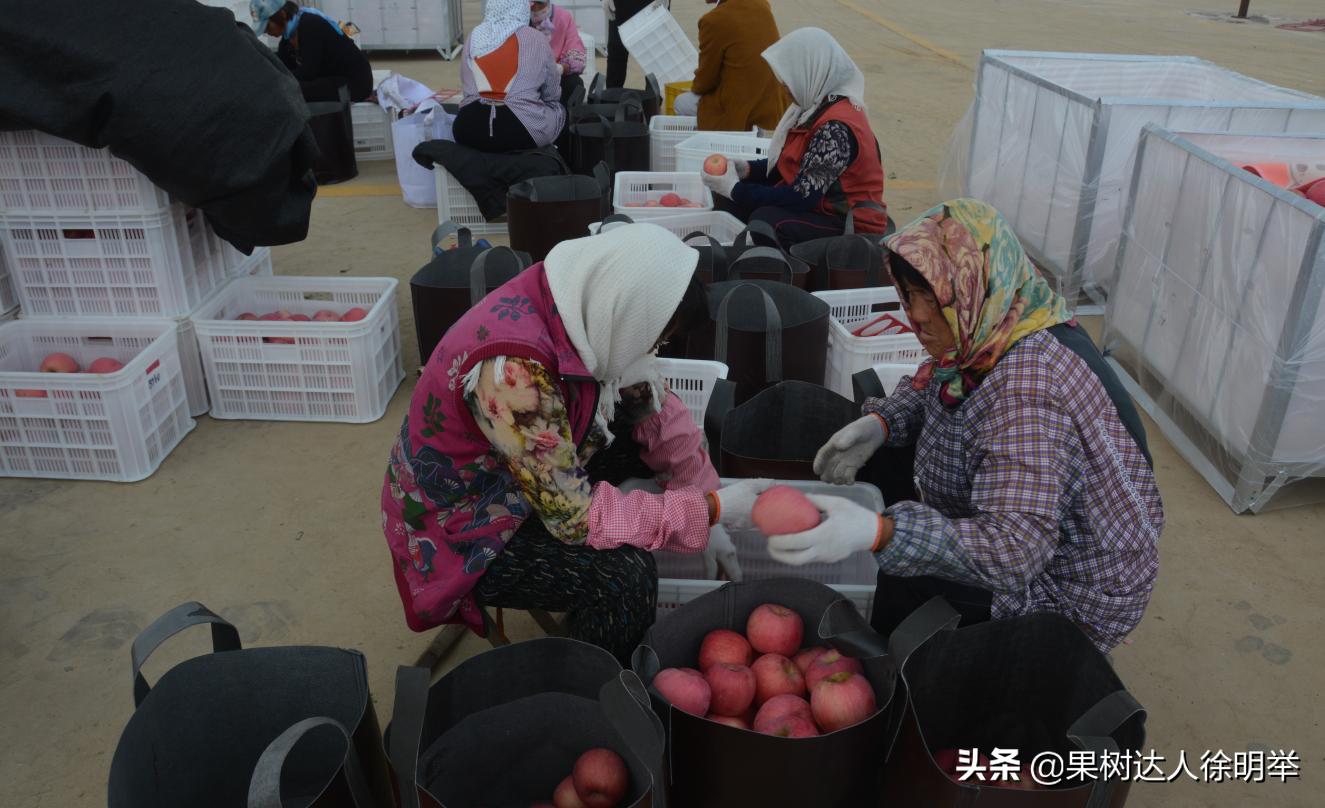 苹果将走出“高价区”，很多专家果农经销商均这么认为，我有同感