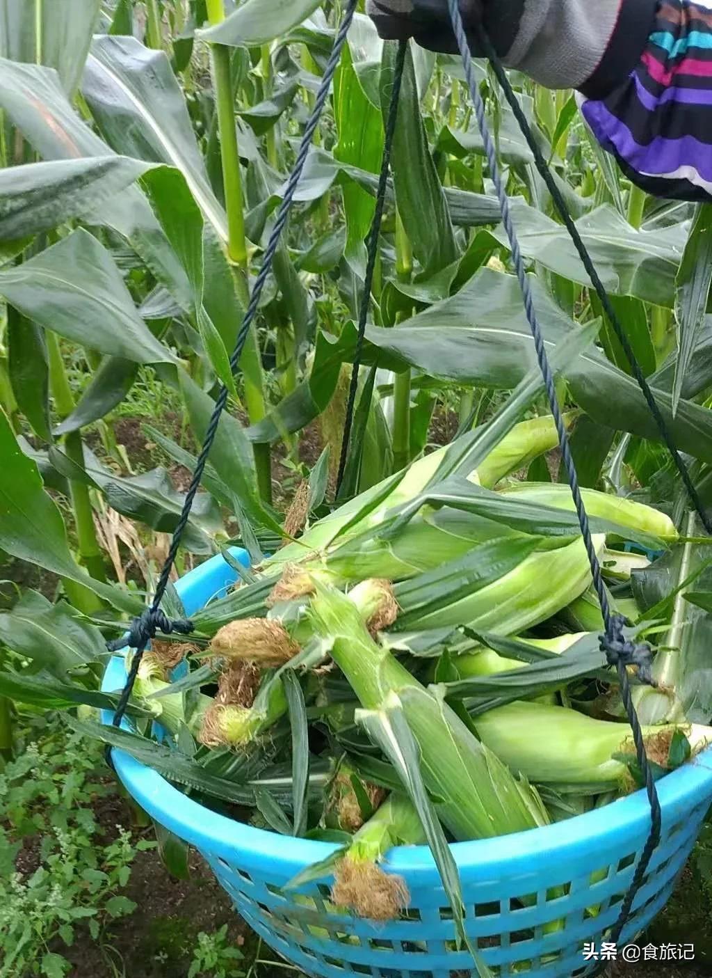 爆浆冰糖玉米怎么做好吃,牛奶冰糖玉米好吃吗