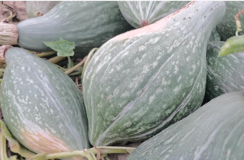 种的南瓜不甜怎么办,种南瓜不开花怎么办