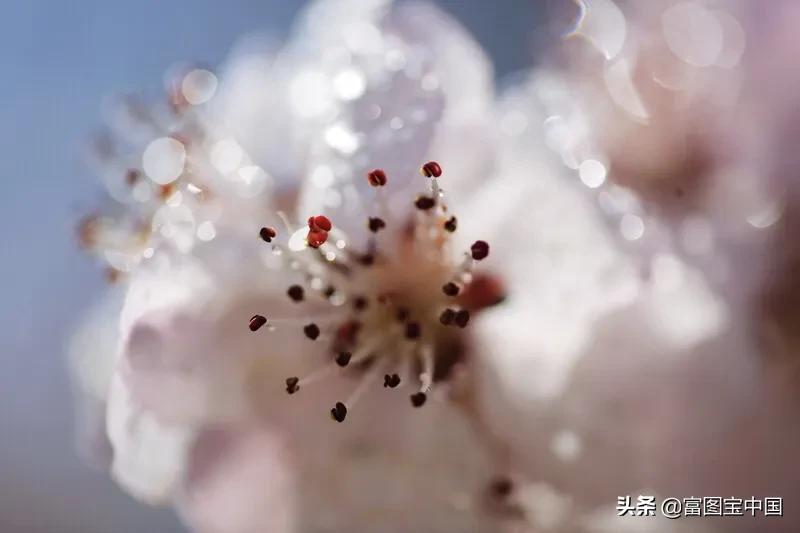 桃花怎么拍才好看,桃花怎么拍摄才能出新意