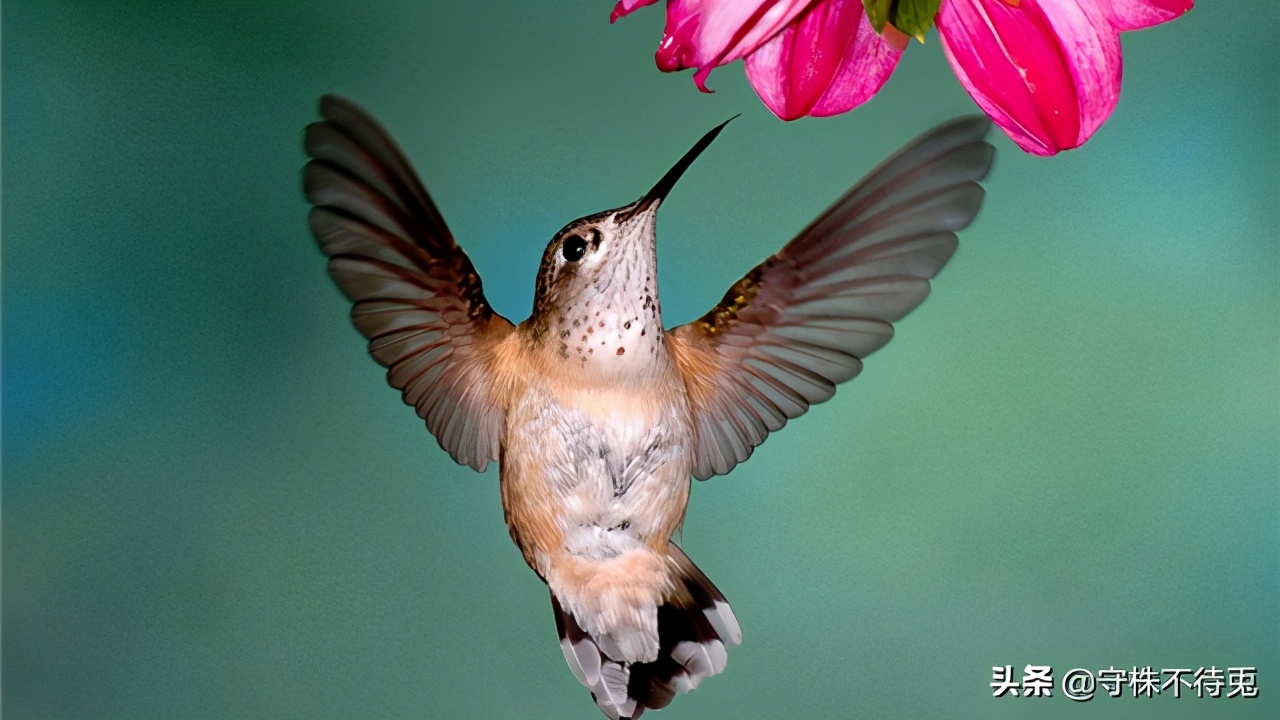 100个最惊人冷知识,50个让你震撼的冷知识