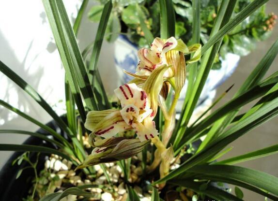 最好养的兰花四季兰,最好养的兰花四季兰品种