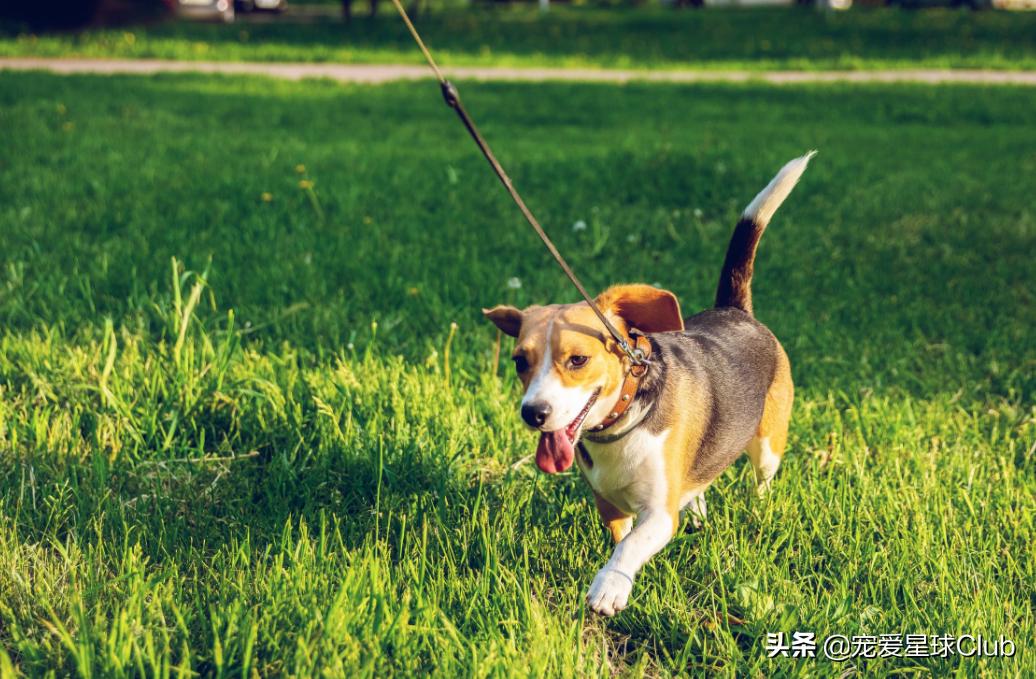 狗狗快乐的步伐,让狗狗开心的方法