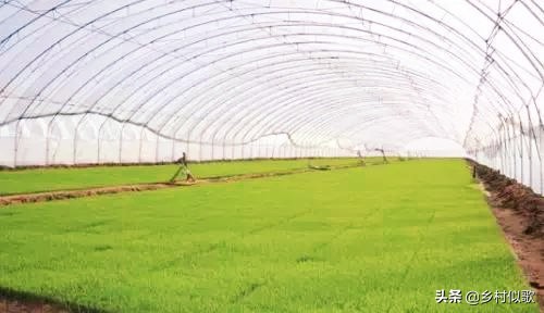 水稻喜欢高温还是低温,水稻遭遇高温有哪些措施