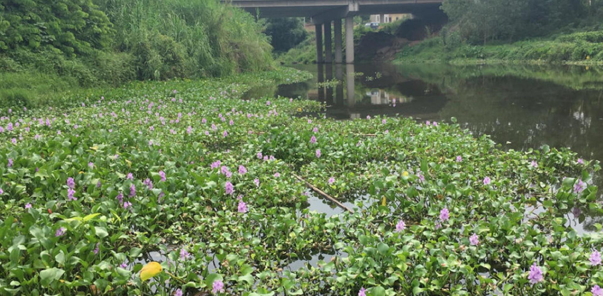 水葫芦在我国泛滥成灾说明了什么,为什么河里的水葫芦很难被根除