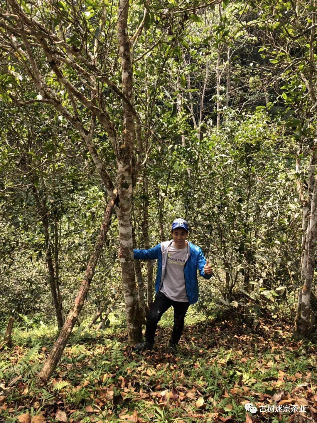 普洱生茶为啥说是绿茶,普洱陈香是真是假