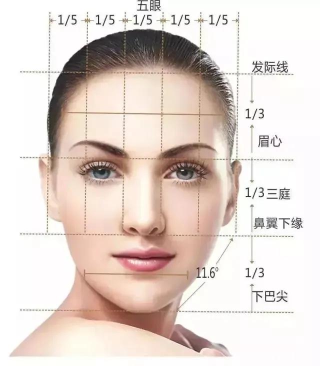 面部的美学曲线,面部艺术美学