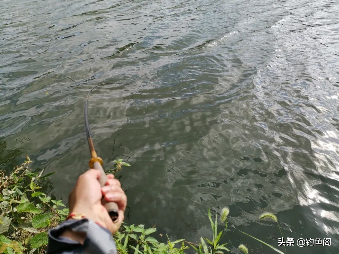 野钓鲫鱼用鲫鱼竿还是综合竿,鲫鱼竿能钓罗非吗