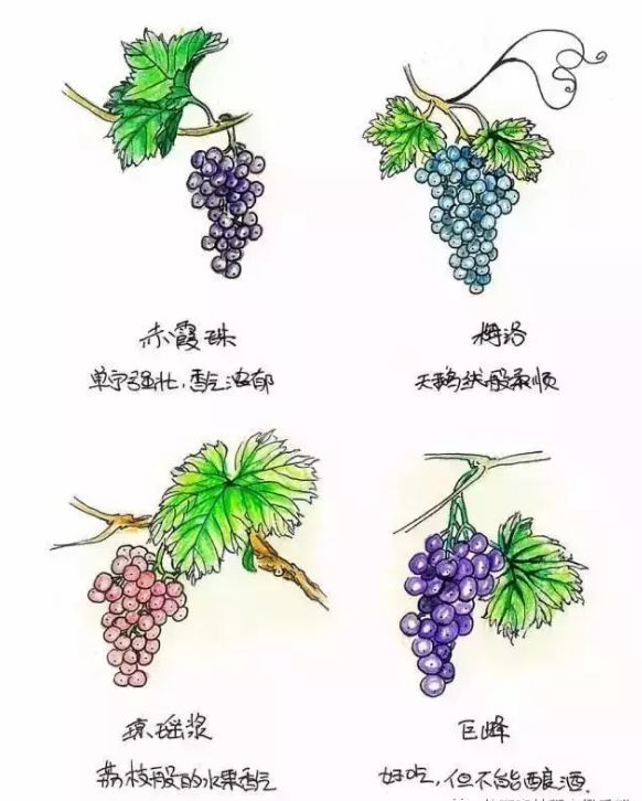 澳大利亚红酒小知识大全,一文了解意大利红酒