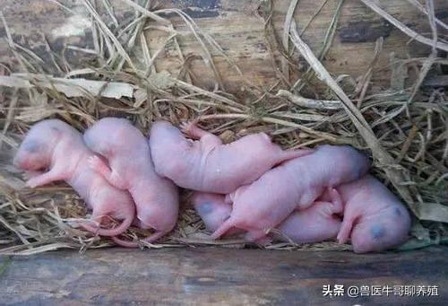 小猪拉肚子怎么办用什么方法好,小猪拉稀吃什么不拉稀