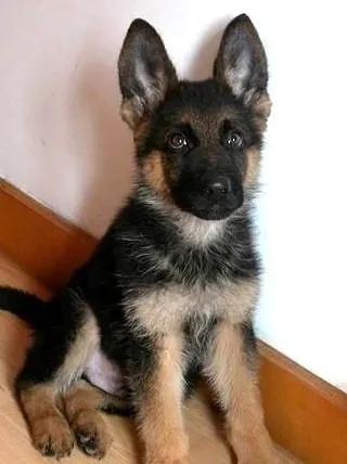 温柔的德牧视频,牧羊犬来福