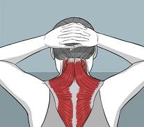 如何瘦脖子和练天鹅颈,脖子短天鹅颈练习正确方法