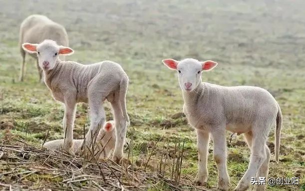 羊胀气一招解决的好办法,羊有点轻微的胀气如何处理