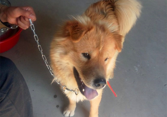 狗狗气喘的症状和治疗方法,狗狗气喘呼吸急促是什么原因