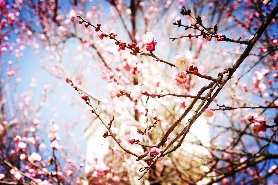 给你我的手，云上漫游｜素衣薰馥：七彩云南行吟集