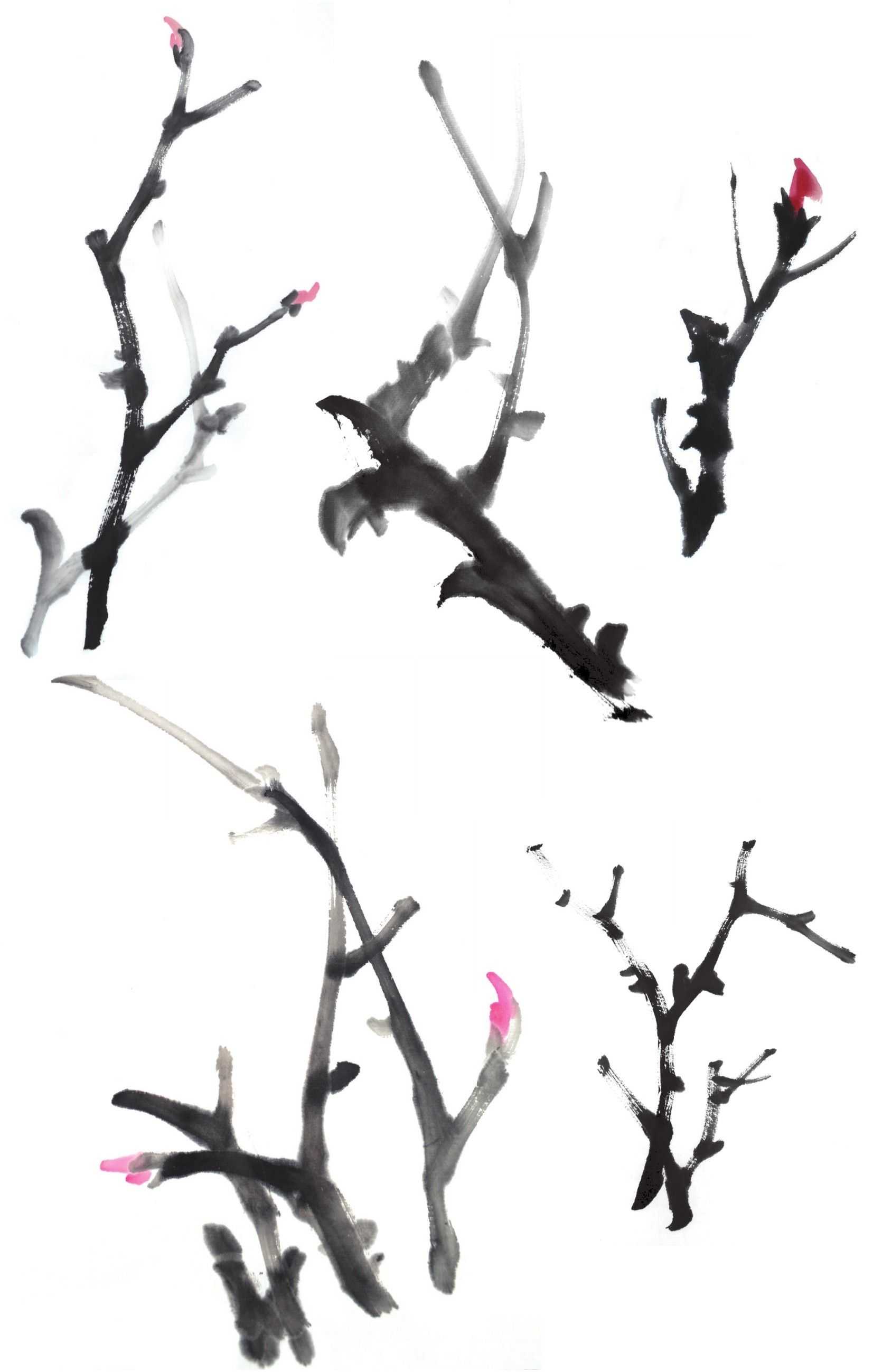 国画零基础牡丹画法步骤图解,国画零基础入门教程牡丹的画法