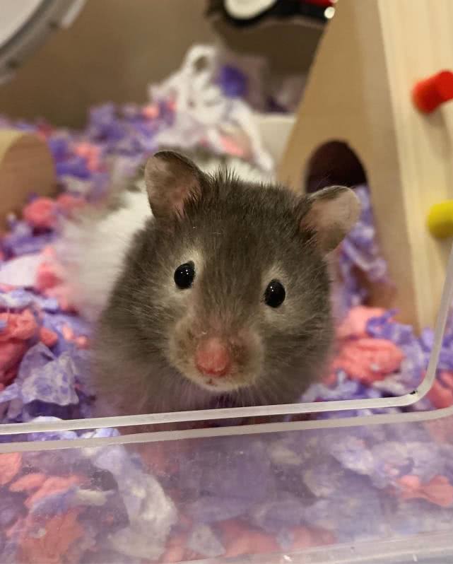 仓鼠越狱怎么办,仓鼠越狱怎么治