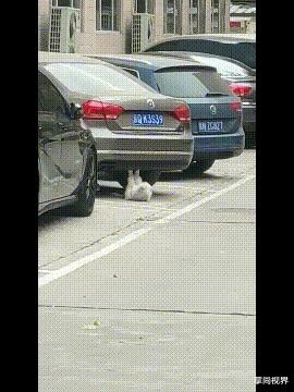 搞笑gif说出来你可能不信,搞笑gif真是令人窒息的操作