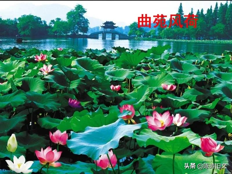 杨万里游西湖赏荷花,杨万里关于荷花的经典诗句