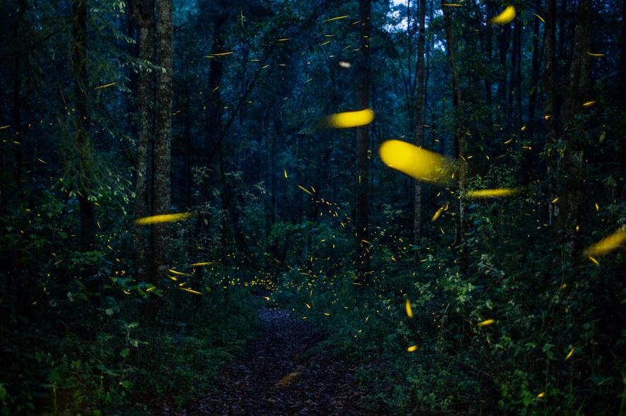 穿过玉米农田、冷杉森林，闯入墨西哥萤火虫梦幻小镇