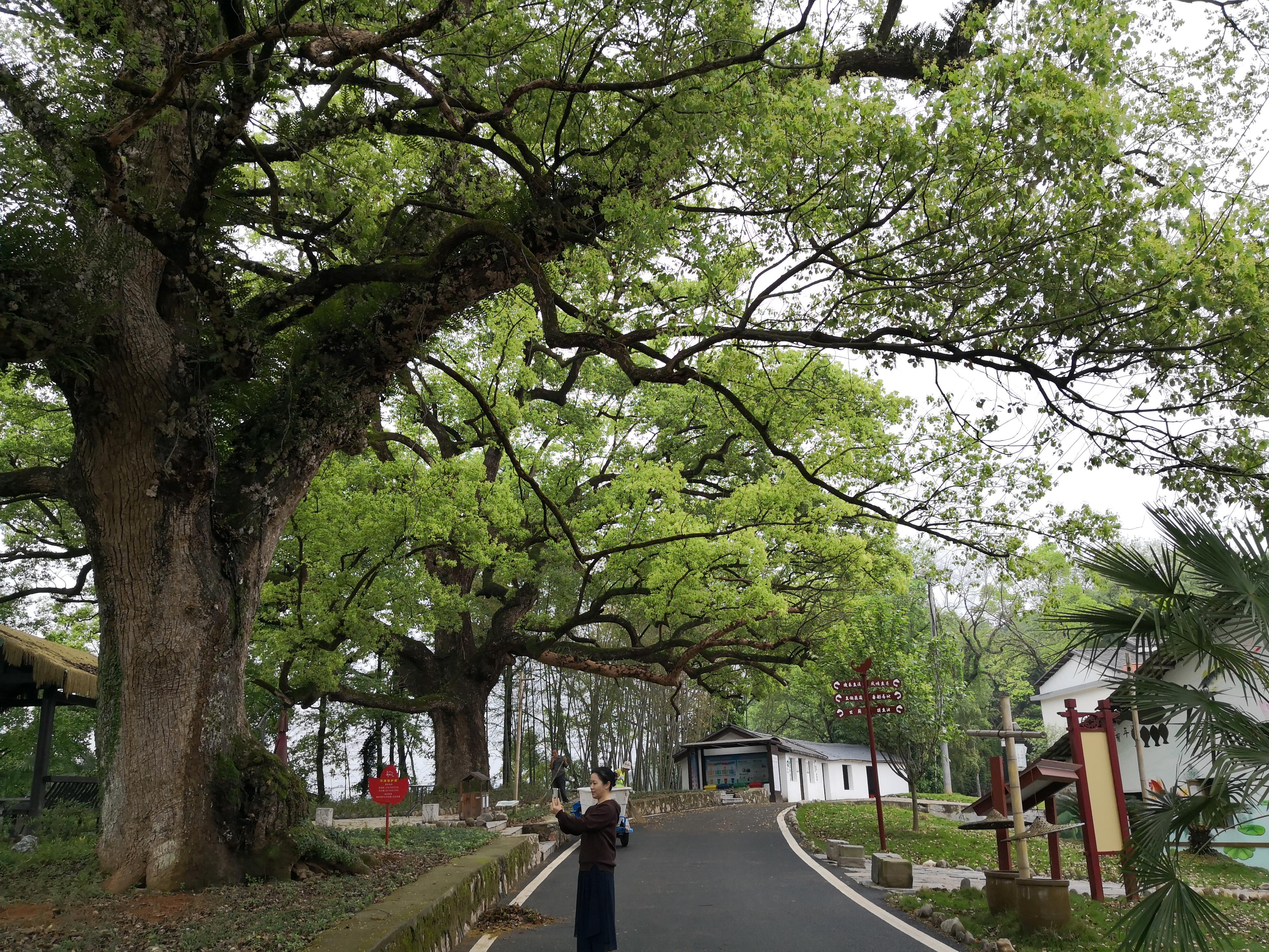 妈妈那边的亲戚称呼大全,山东亲属称呼大全