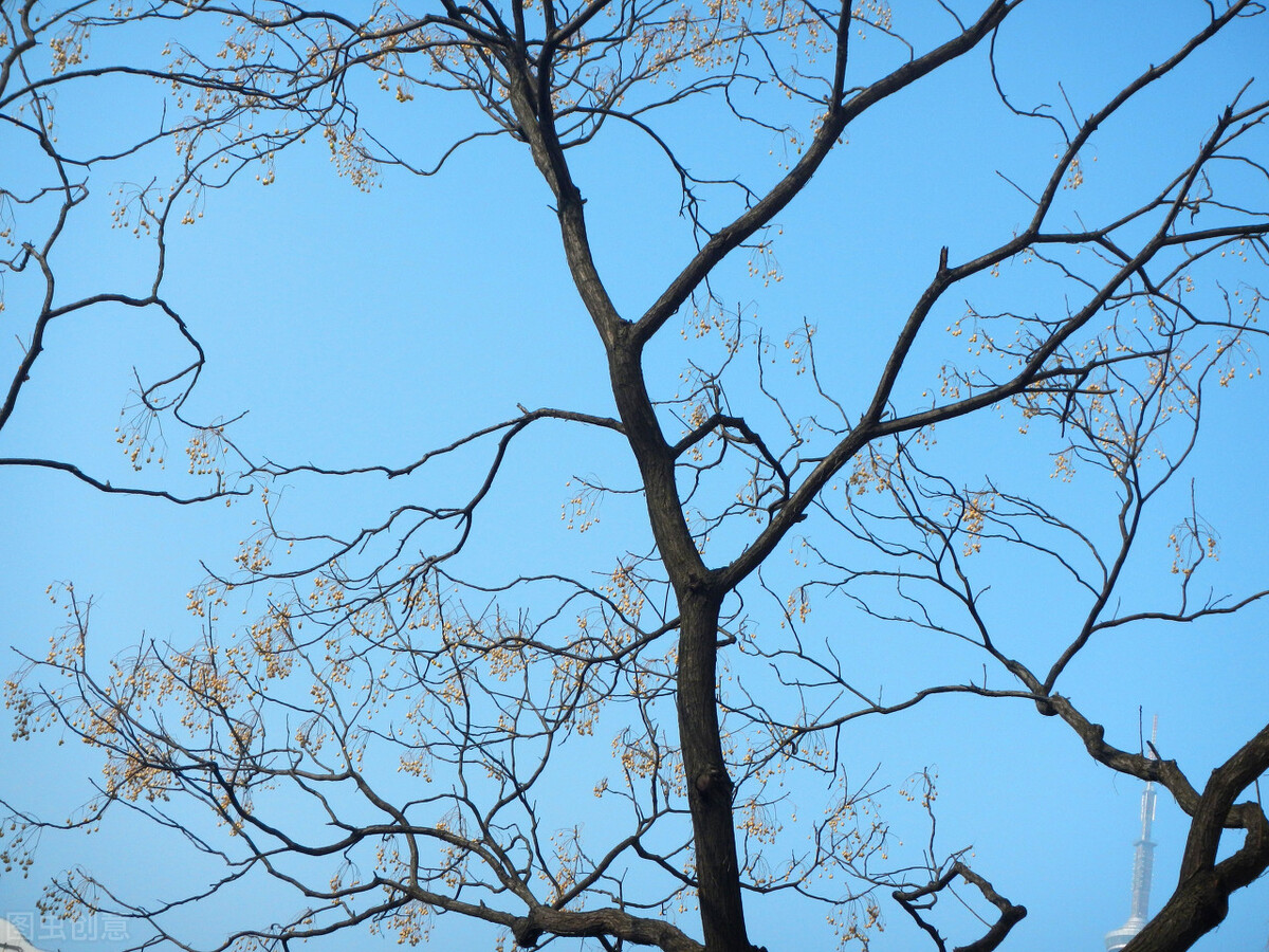 农村常见的三种“枣”，叫枣却不是枣，有的甜如蜜，有的苦涩难咽