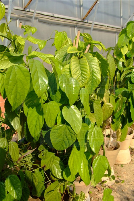 古山龙中草药图片,古山龙介绍