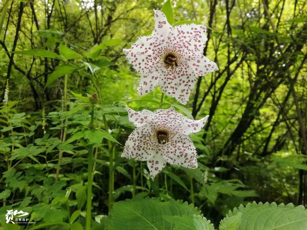 遇见怒江丨这是“我”手机镜头里的贡山风光