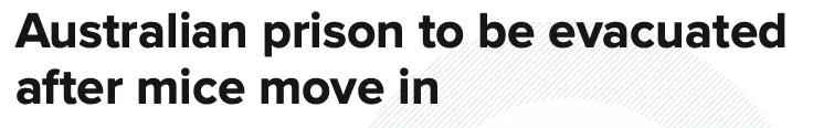 澳大利亚鼠灾事件视频,澳大利亚鼠害事件