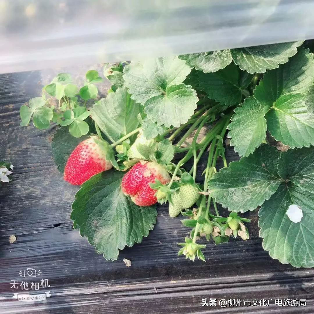 柳州草莓采摘园附近最近地方,柳州附近摘草莓好玩的地方