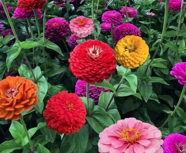 一次性摘各种各样的水果,一次性种很多草莓会怎么样