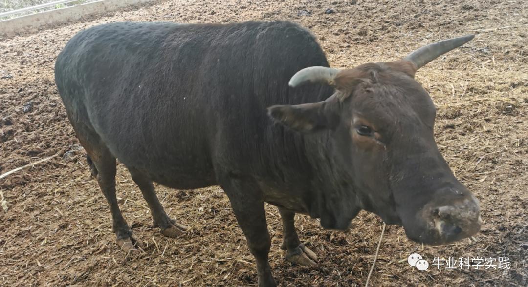 牛结节病消毒与预防,牛结节病的中兽医解读