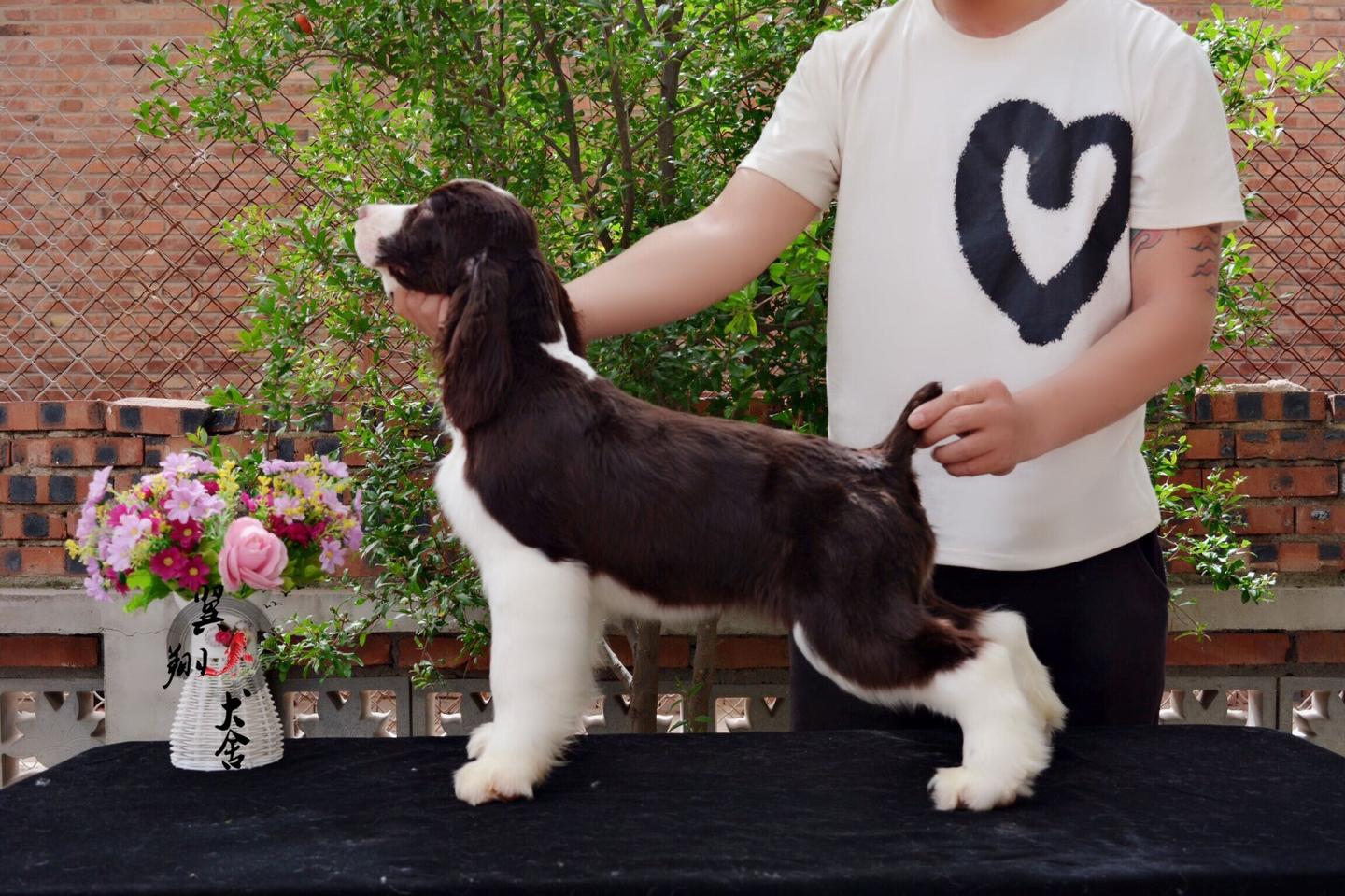 最聪明的十大狗狗品种介绍,史上最全的狗狗品种记得收藏