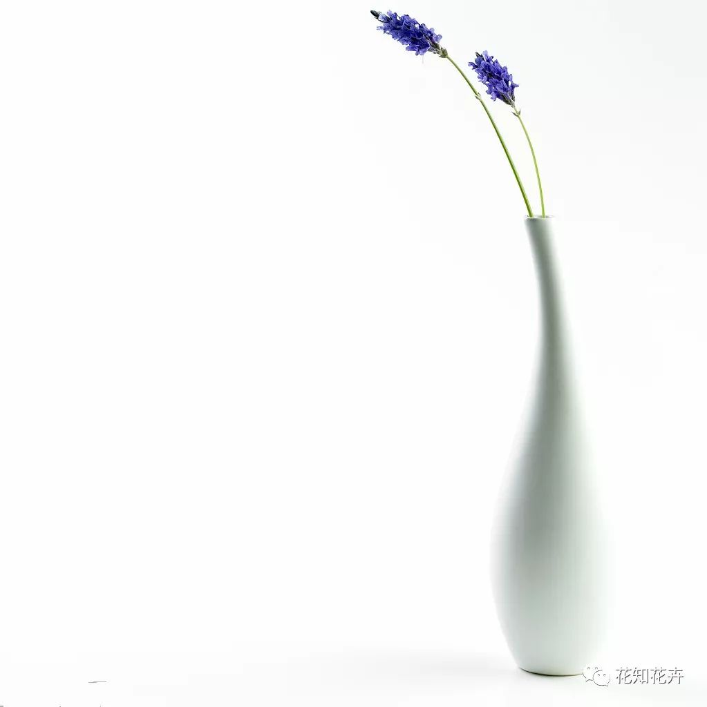 衣草精油真假辨别方法视频,薰衣草真假辨别图解大全