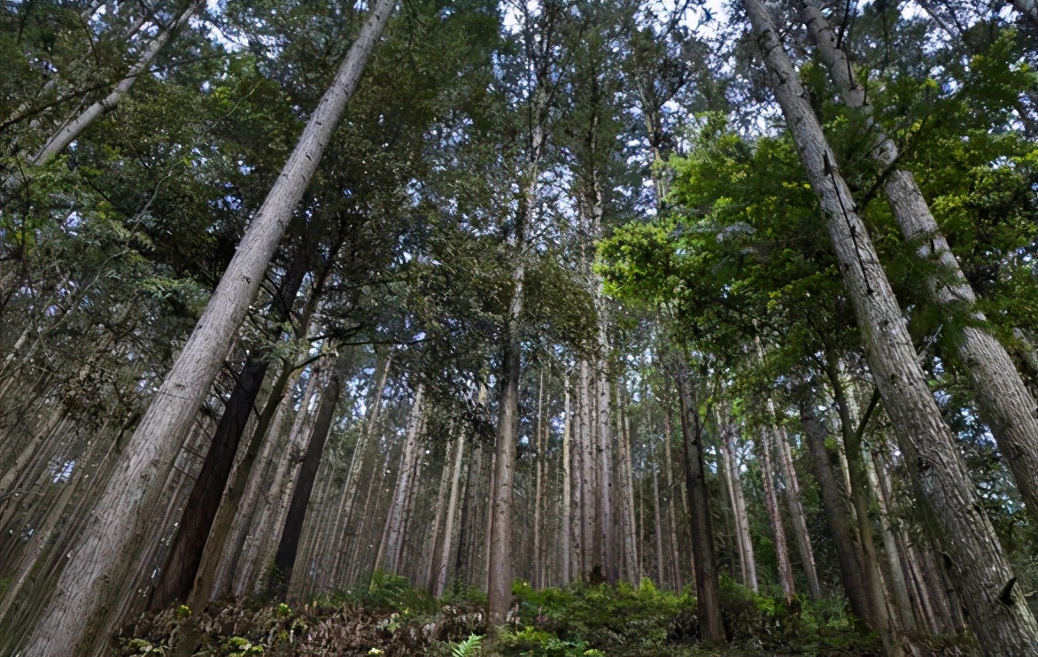 香杉木和杉木板材哪种好,千年舟板材金杉木和香杉木的区别