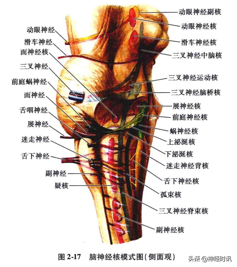 神经系统疾病定位诊断图解,神经系统定位定性诊断视频