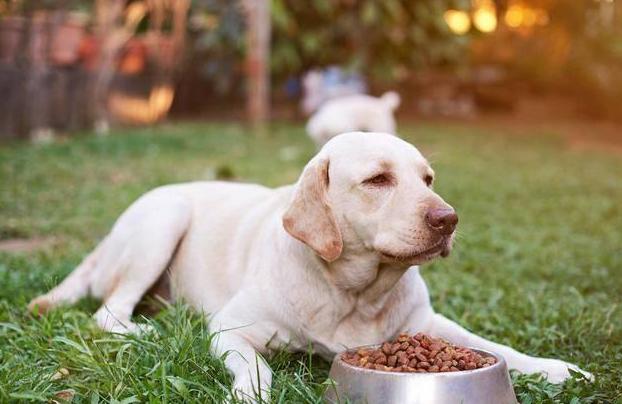 狗狗总是不懂事不听话到底怎么办,狗狗不爱喝水怎么办