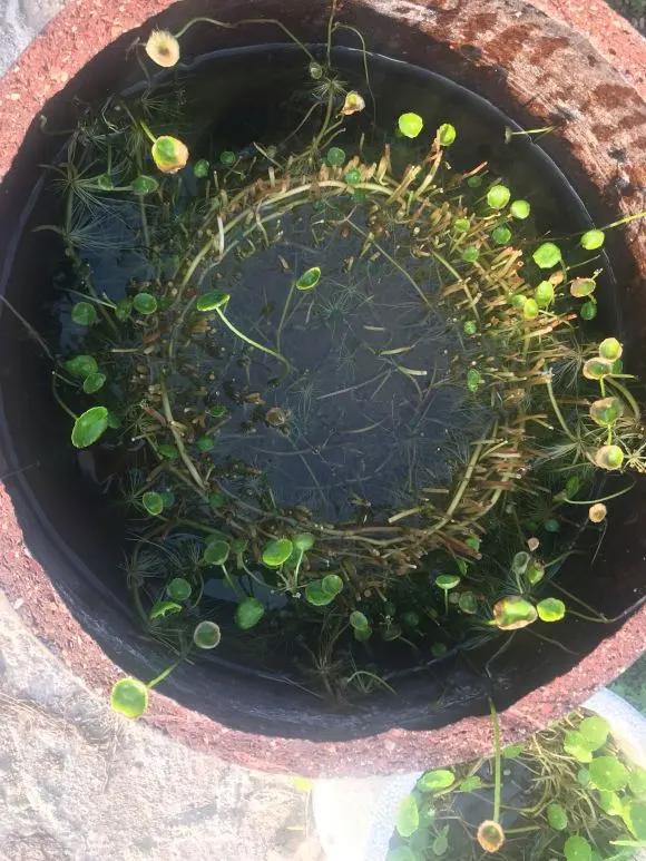 5种花随便养都能活,5种花叶子不能喷水一喷就全烂了