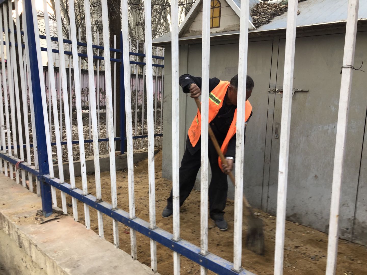 “城市黄玫瑰绽放新英姿”