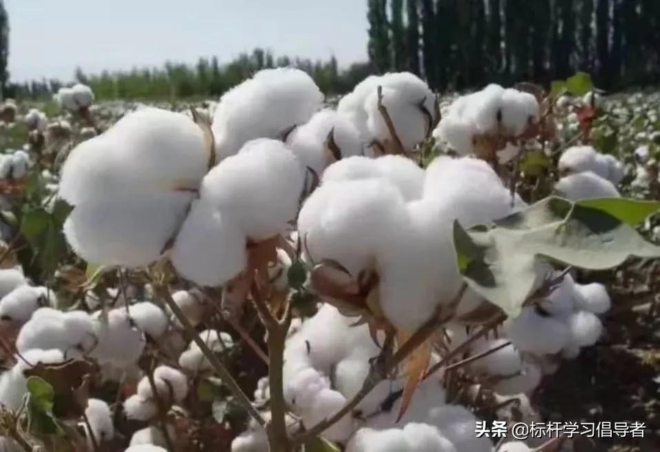 靠假棉花，蒙了国人94年！嘴上爱国的老字号，何时能为国争光？