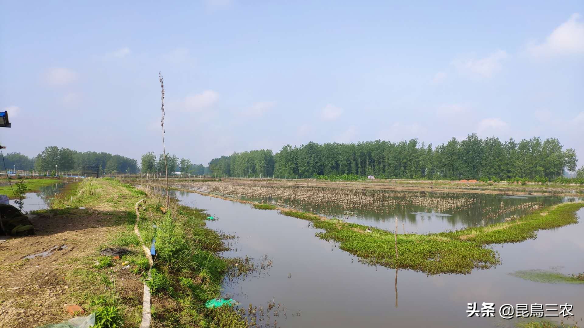 如何促进小龙虾快速蜕壳,怎么样才能让小龙虾顺利脱壳