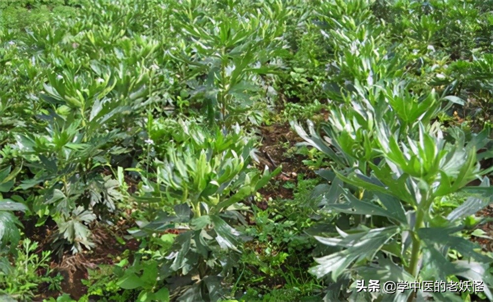 附子是什么中药,每日学一味中药附子