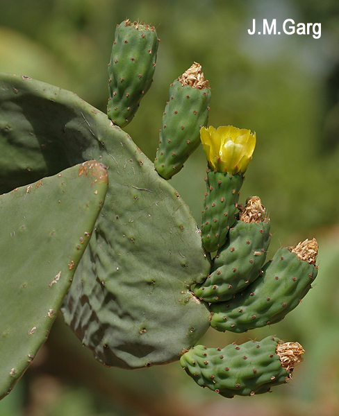 陆龟最喜欢的蔬菜,陆龟爱吃什么